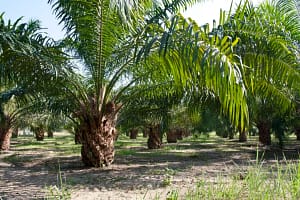 11-zon-compress-background-oil-palm